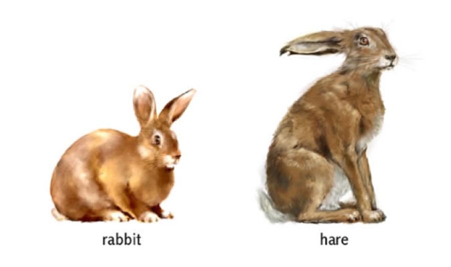 The Rabbit and the Hare.jpg