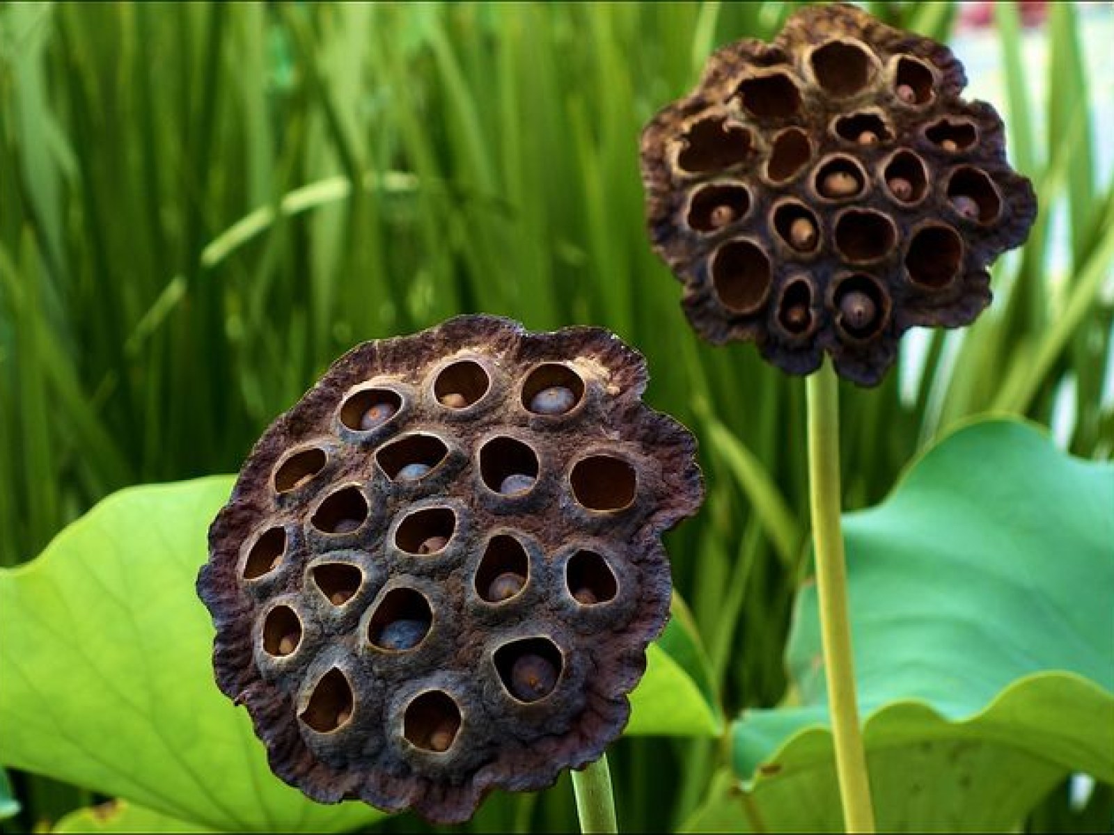 trypophobia.jpg