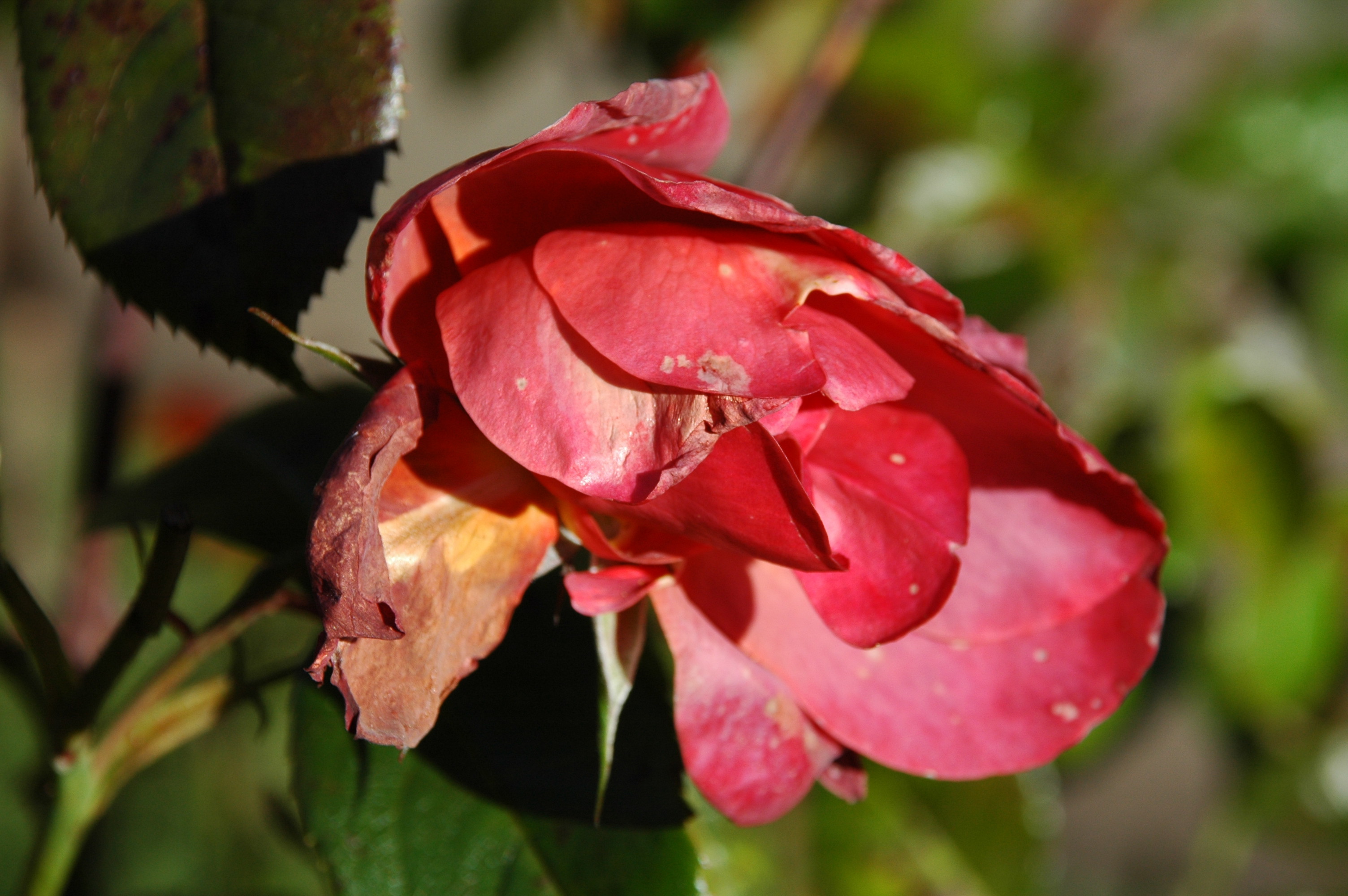 Winter Roses 1.jpg