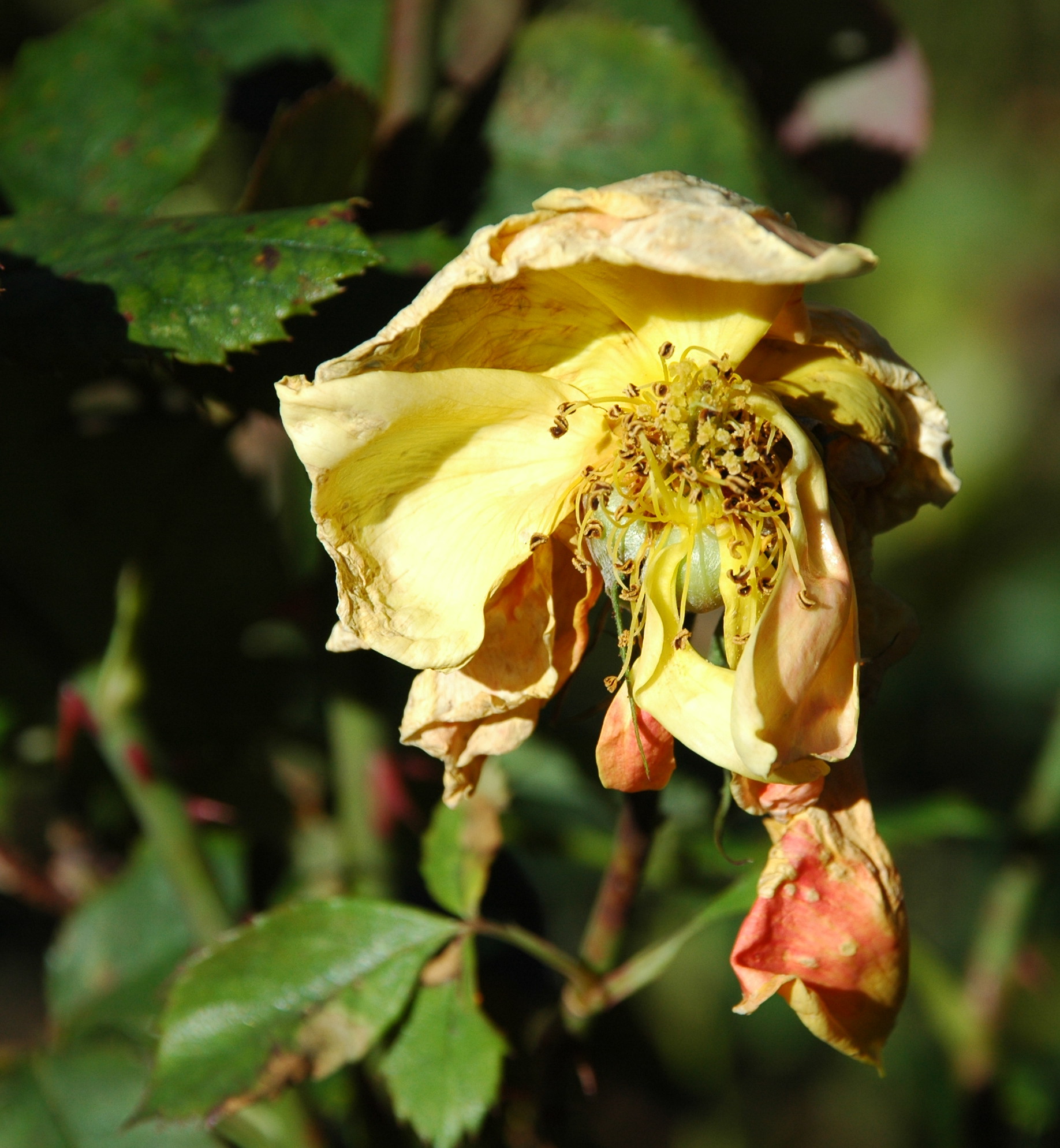 Winter Roses 4.jpg