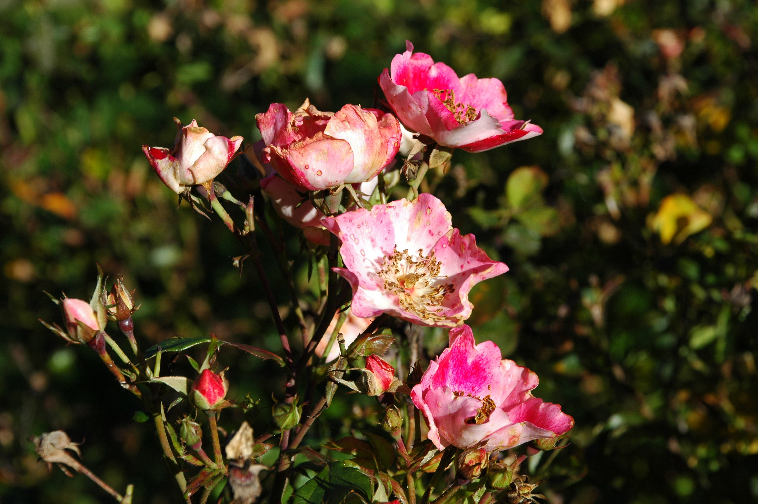 Winter Roses 8.jpg