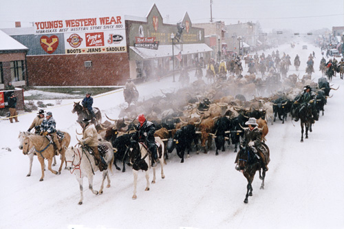 youngs_cattle_drive.jpg