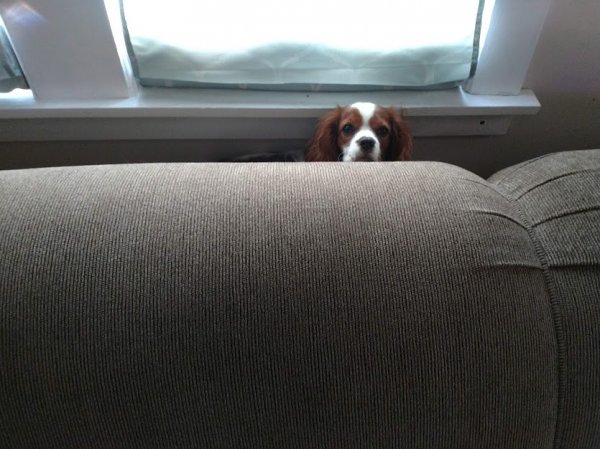 gideon behind couch.jpg