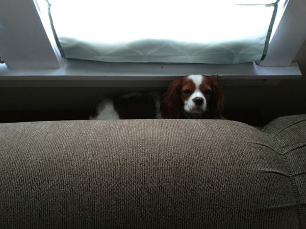 gideon behind couch2.jpg