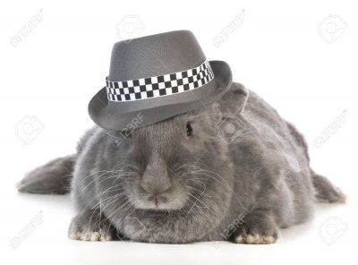 35221403-funny-bunny-giant-flemish-rabbit-wearing-fedora-on-white-background-Stock-Photo[1].jpg