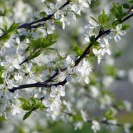 Apple Blossom