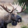Anonmoose
