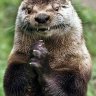 Otter