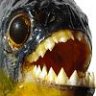 piranha